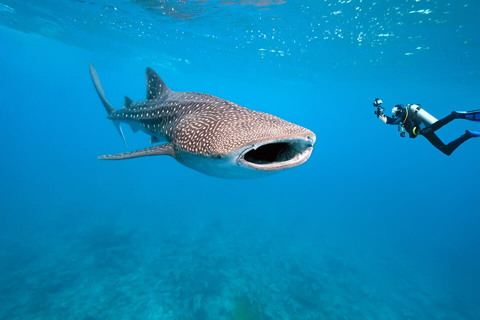 Koh Tachai → Similan Island No. 6