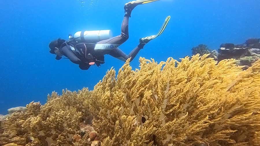 Sailing Phuket - Sail and dive charters - scuba diver with some soft coral
